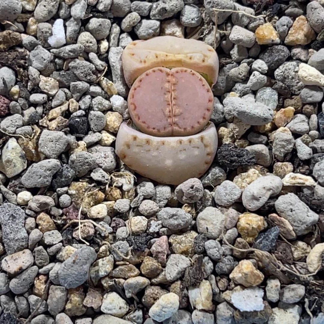 7497粉饼1尺寸1.6