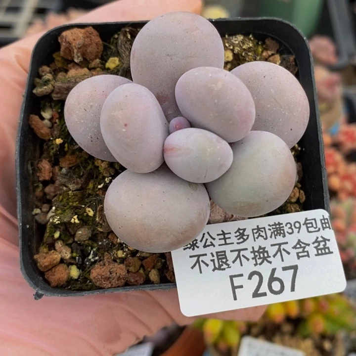 芭比奶洛5cm267多肉植物