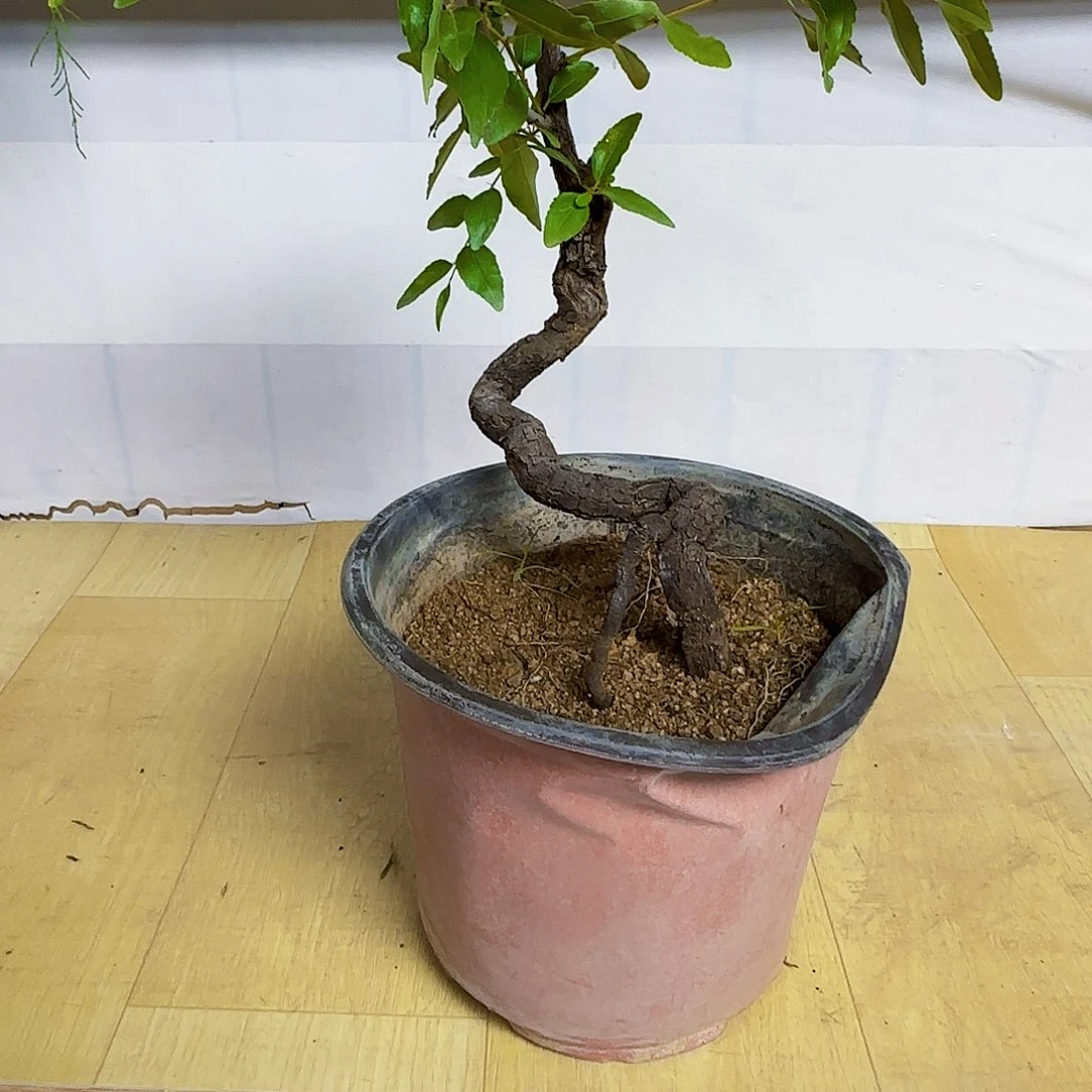 陆***哥无花朵酸枣都发干活季军看看看