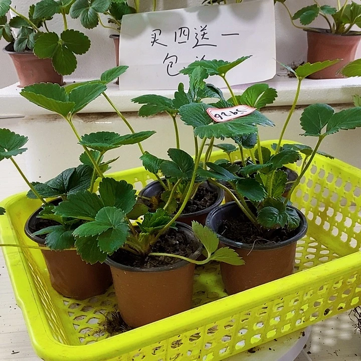 当前无花栽培后可以开花