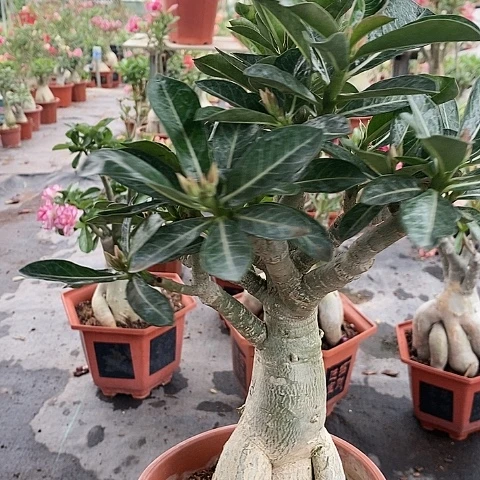 【闪购商品】无花朵正*啊绿色