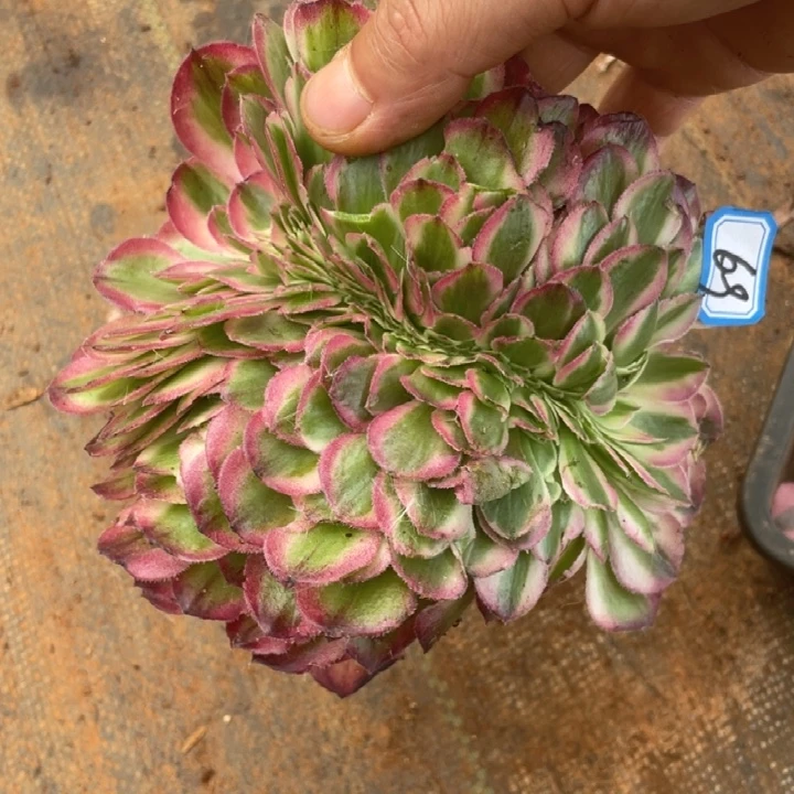 69，不带根荔枝缀化法师