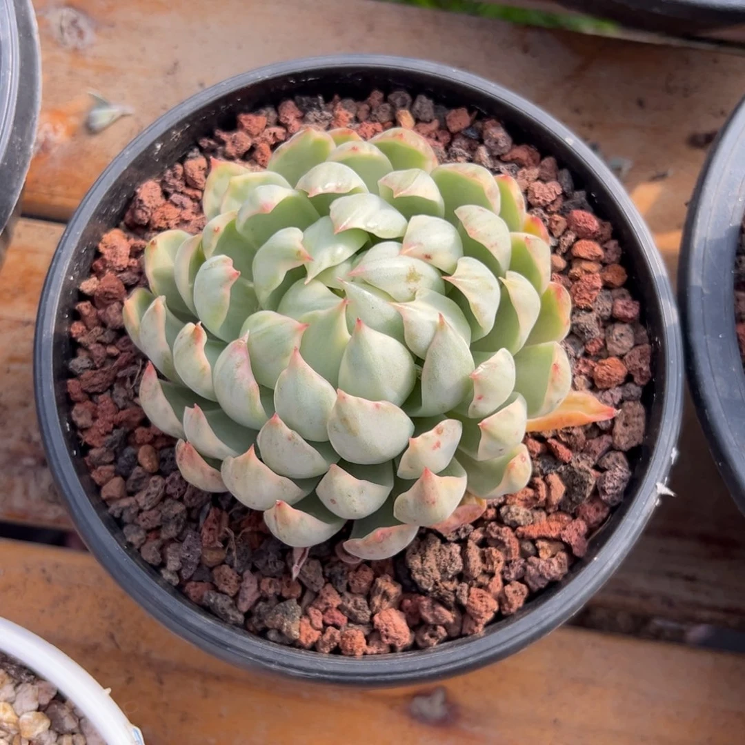 多肉女王玛利亚【非偏远地区满18包邮】