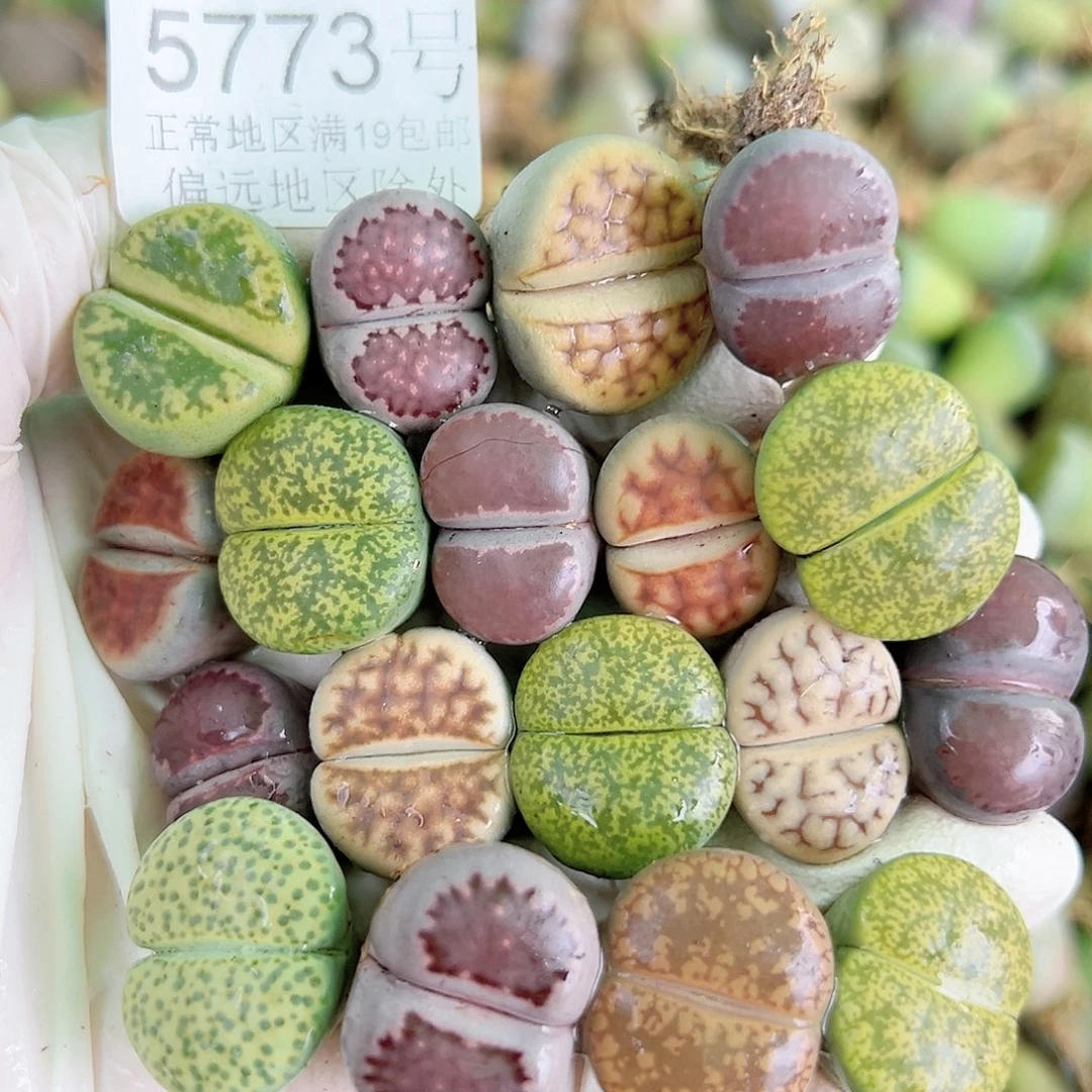 5773 好养易活生石花大母本18个