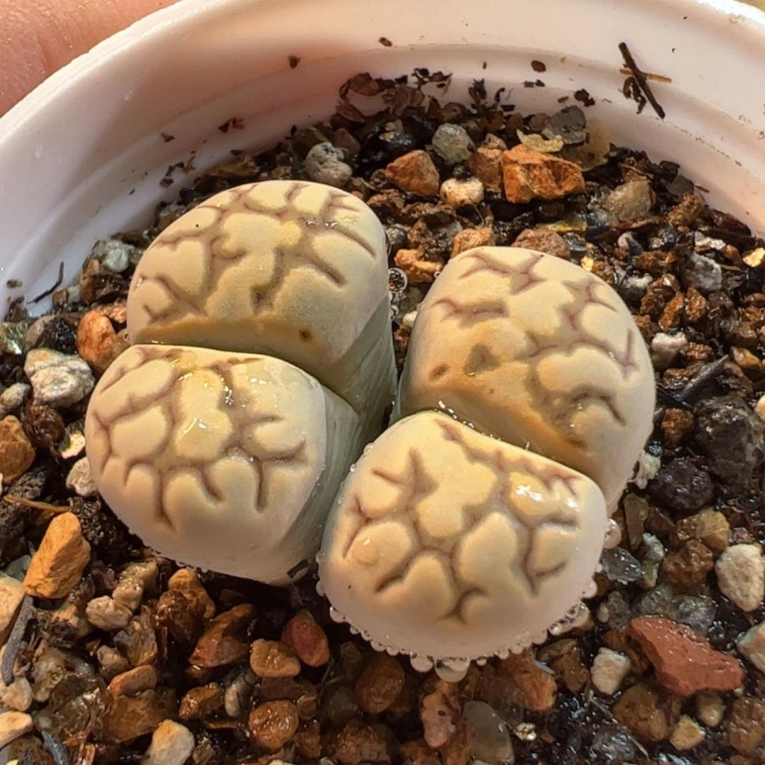 522多肉植物百科