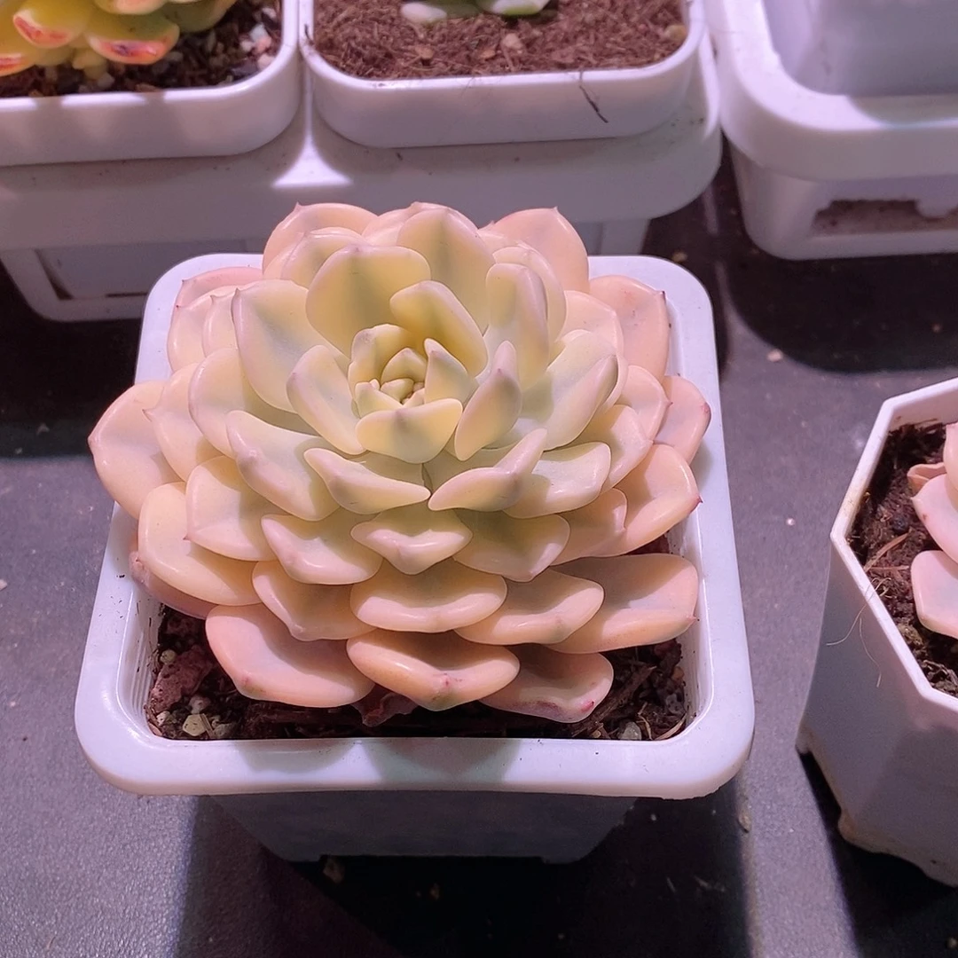 点****佳人锦多肉植物老桩