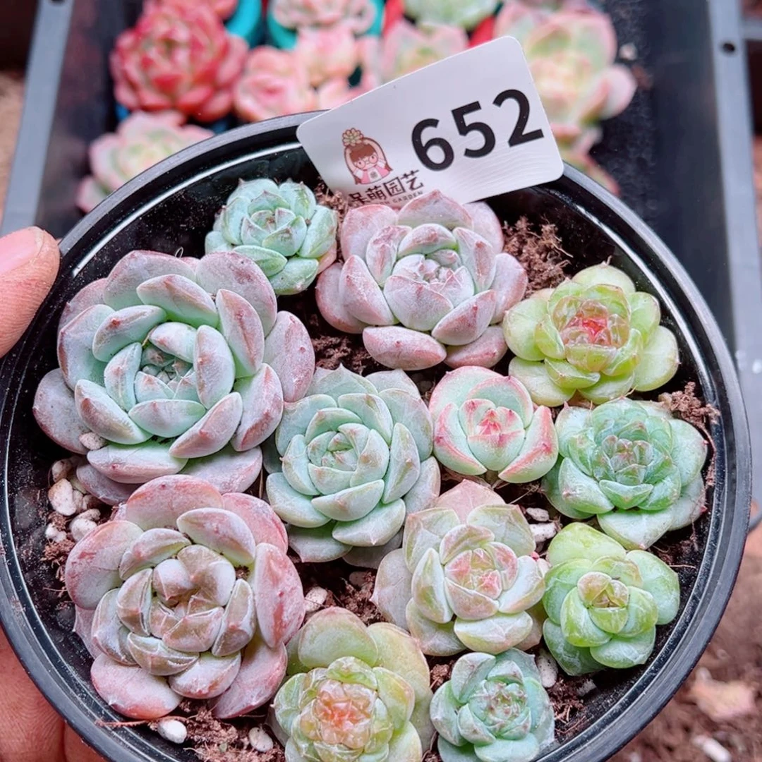 多肉植物多肉植物