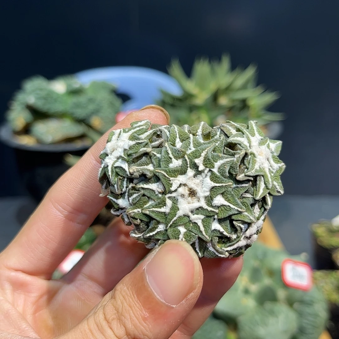 25号自根黑牡丹群生