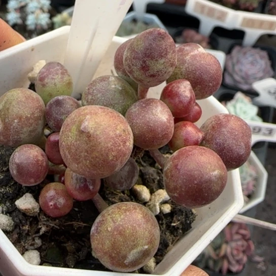 47鼓槌多肉植物多