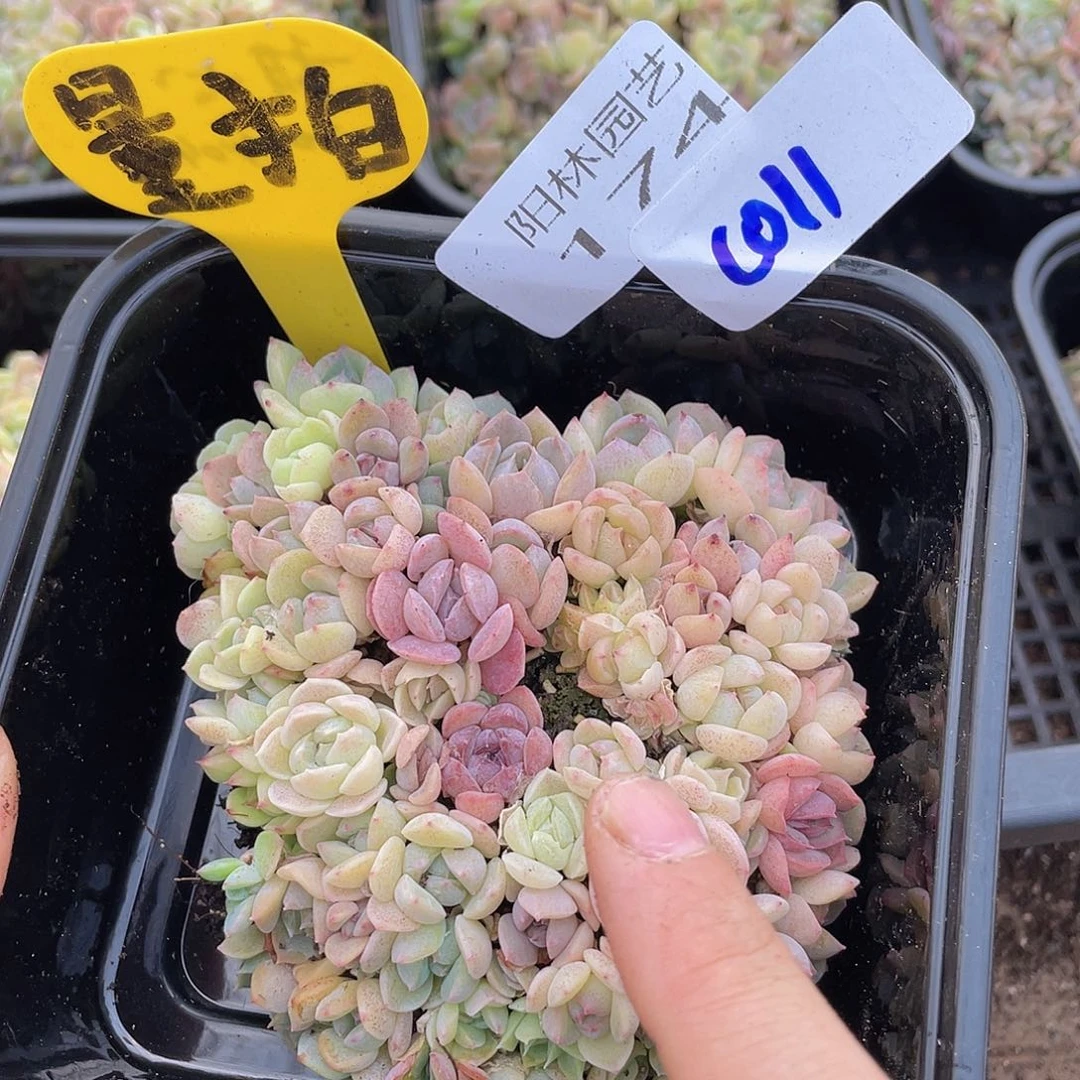 量拍多肉植物多肉植物174