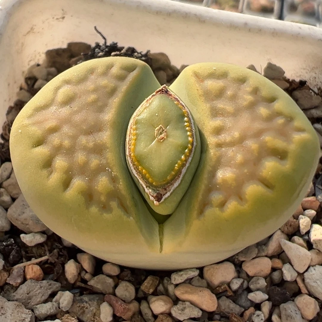 76多肉植物百科知识