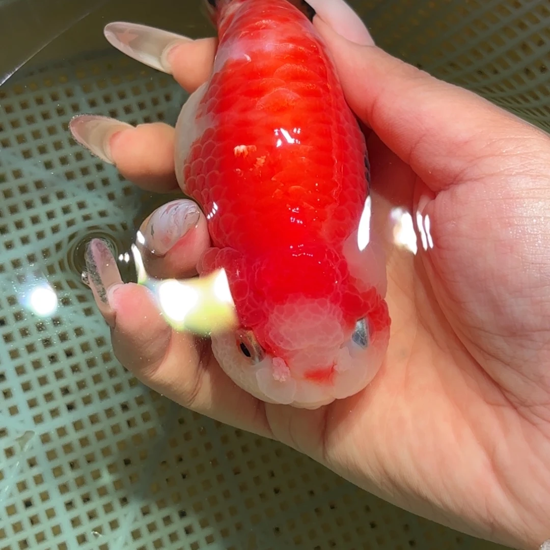 l***2金鱼拍包装包邮，不拍包装运费到付