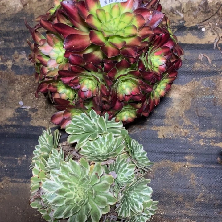 895多肉植物包邮