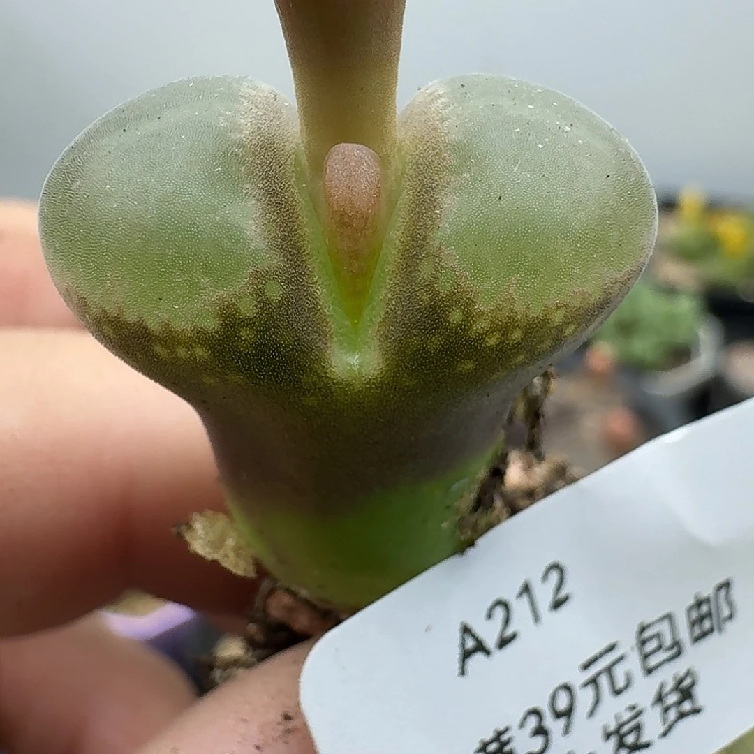 212多肉哈哈哈哈哈哈哈哈