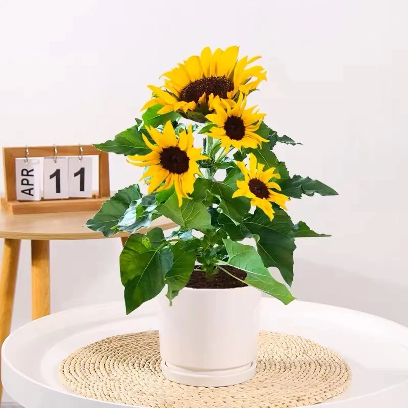 向日葵盆栽带花苞太阳花苗室内阳台室外开花植物绿植花卉鲜花种植