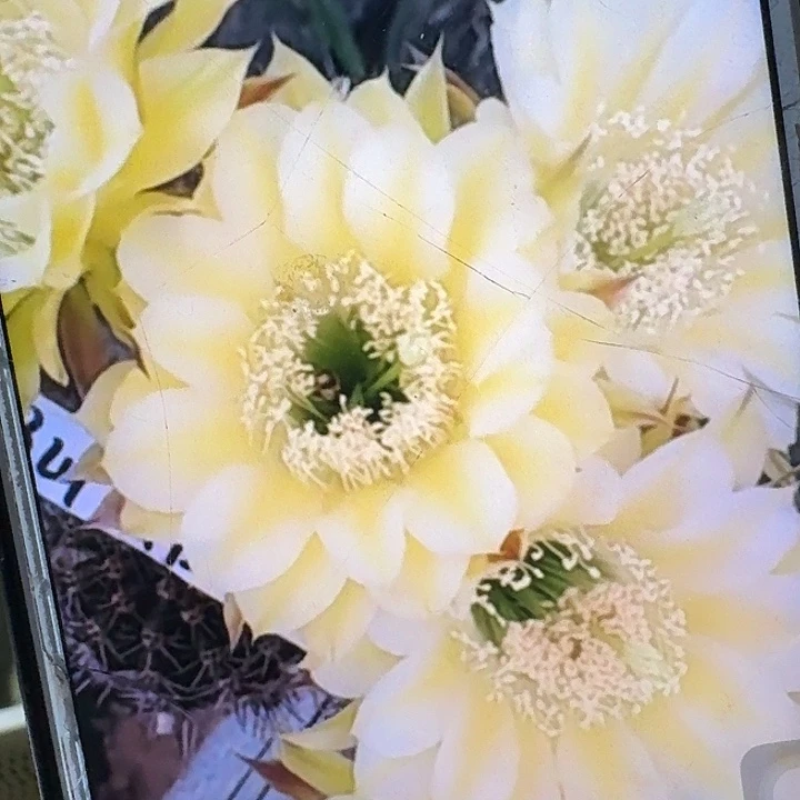 伊卡洛斯侧芽4公分彩草