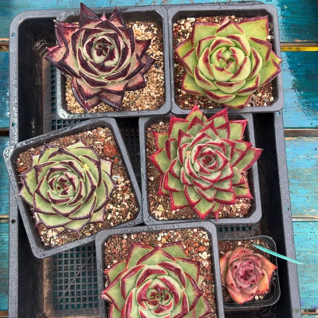 多肉一物一拍0119-18