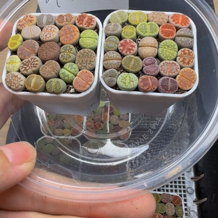 乾***丶多肉植物的生长发育412