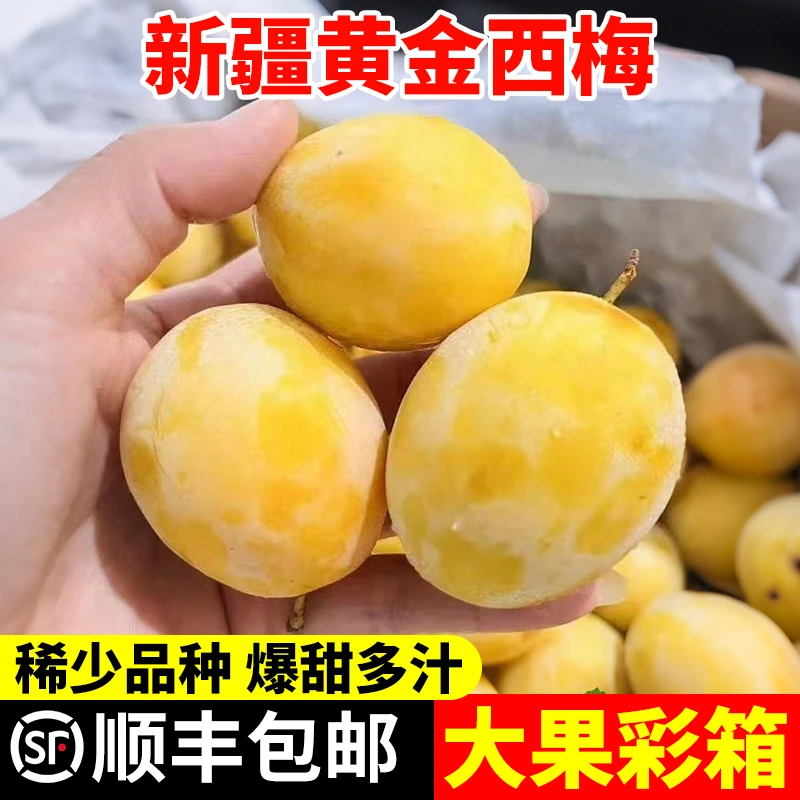 【顺丰彩箱】新疆喀什金西梅李子新鲜水果现摘爆甜西梅鲜果特大果