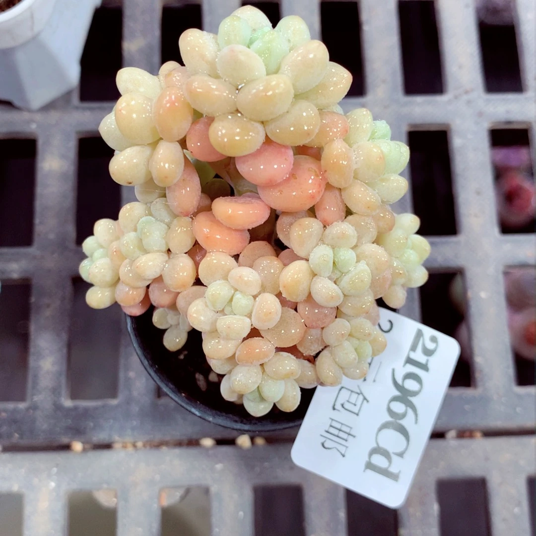 5厘米盆精控多肉2196