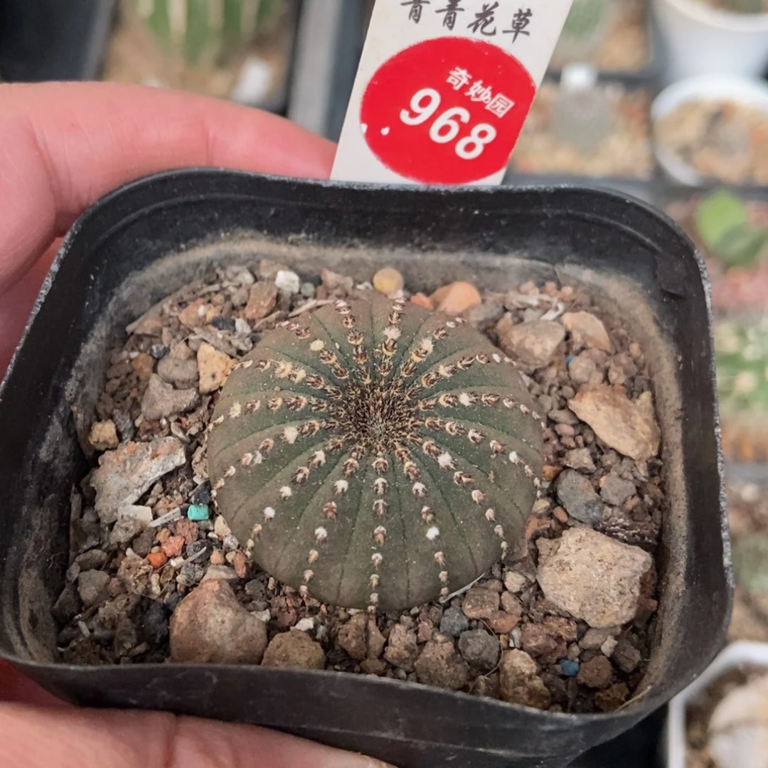 实生大型母本士童3.6cm
