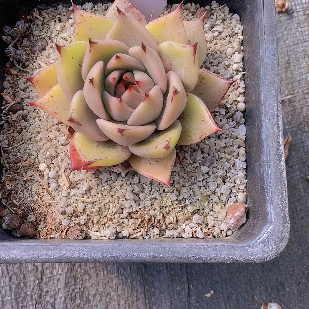 薄**@209多肉植物老桩