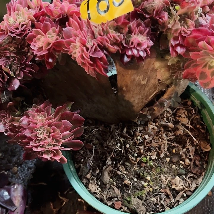 为**醉多肉植物福利183