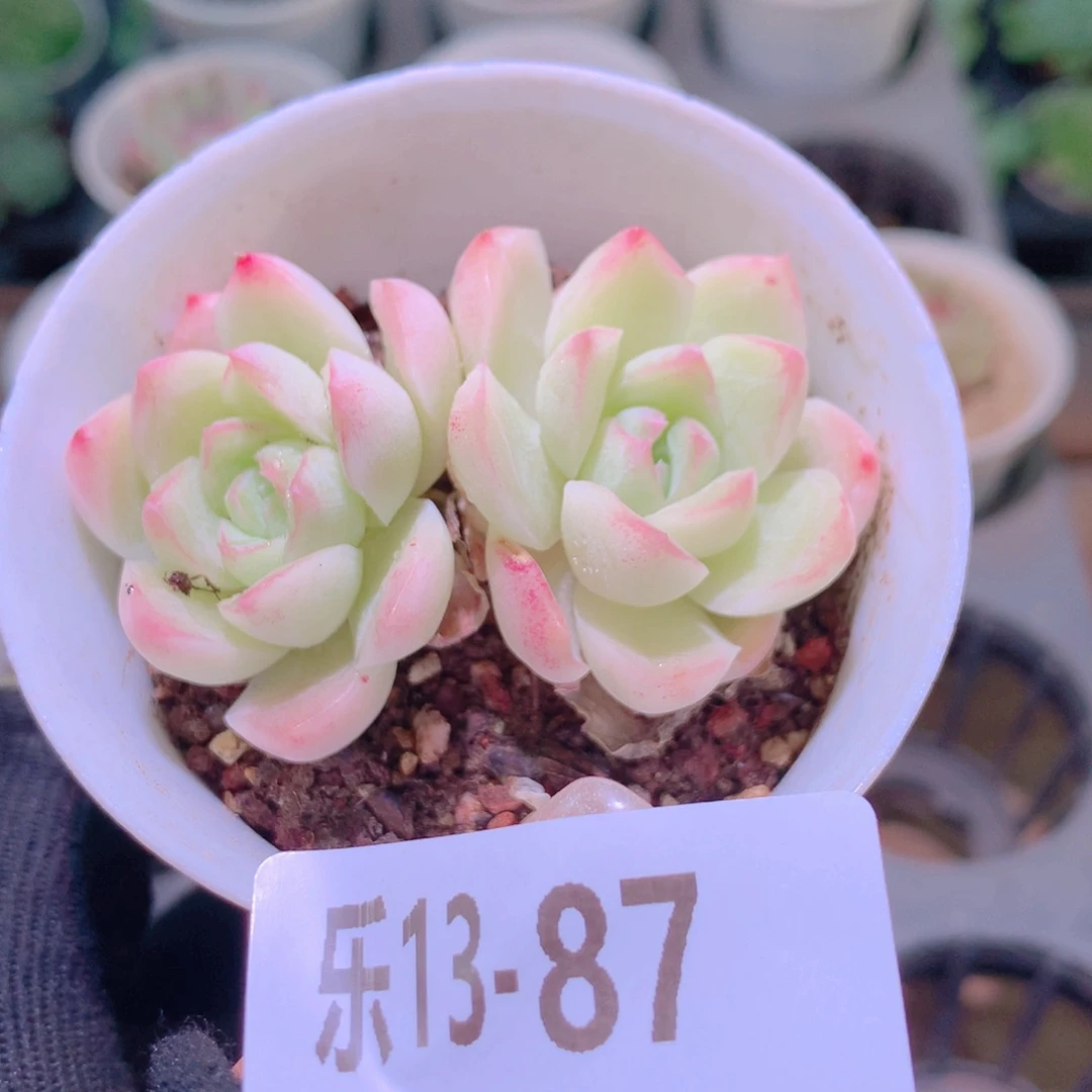 乐然12-87 新品双头