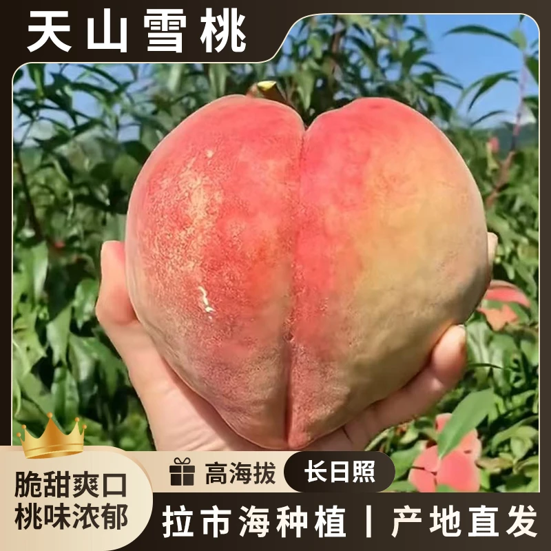 【天山雪桃】正宗丽江天山雪桃脆甜多汁新鲜采摘现摘现发脆桃