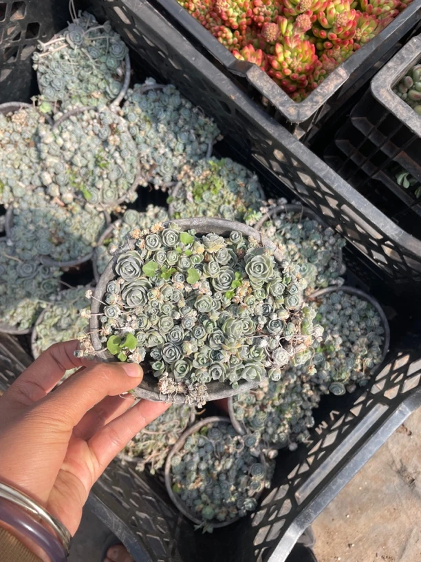 子持莲华 多肉植物 新手好养（满9.9包邮）