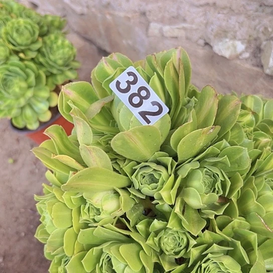 感***李多肉植物一个法师