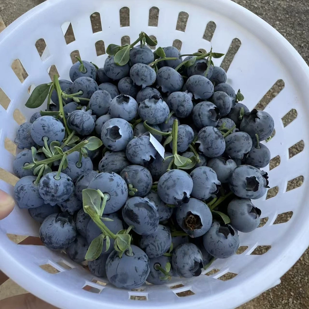 富城家 新人活动 开播福利 新鲜 花香蓝莓 头茬 云南产地直发