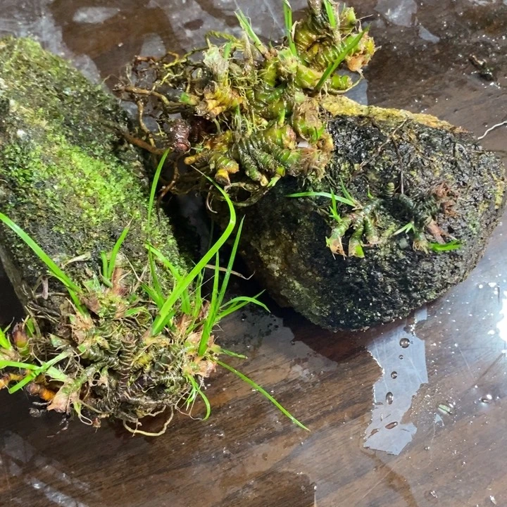 荣***庄无花朵石菖蒲这两人是一