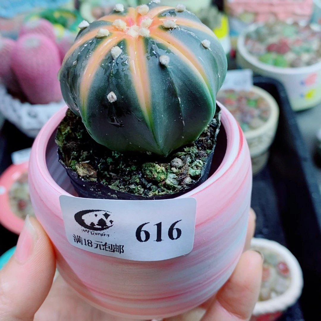 生石花花花花花花花花616