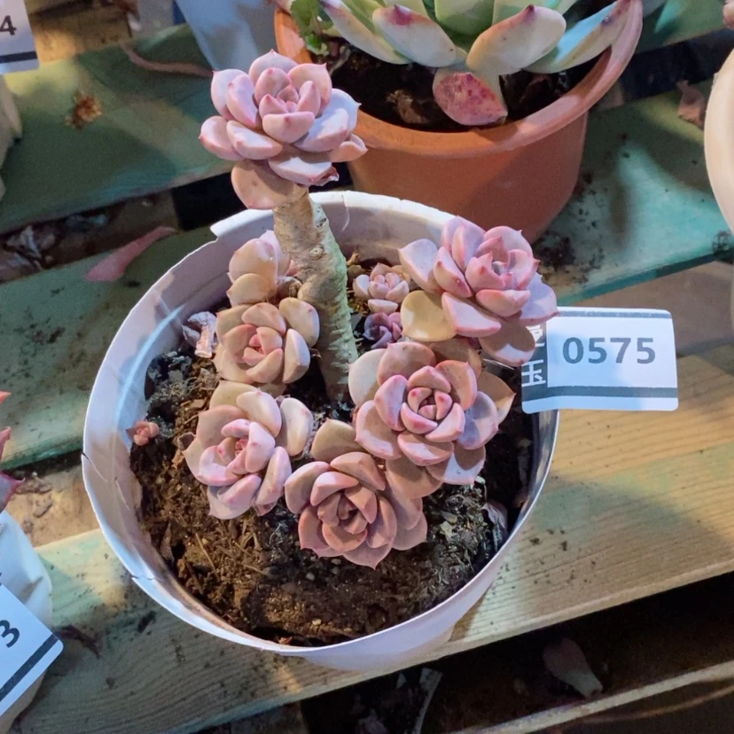 【闪购商品】夕*多肉红粉佳人处理0575