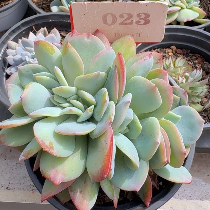 血凤缀化023多肉植物
