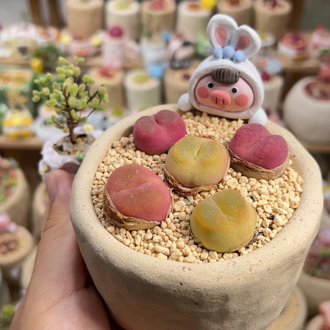 寧*多肉植物43号一起