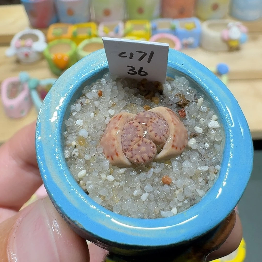 红陶蘑菇443c171饼干