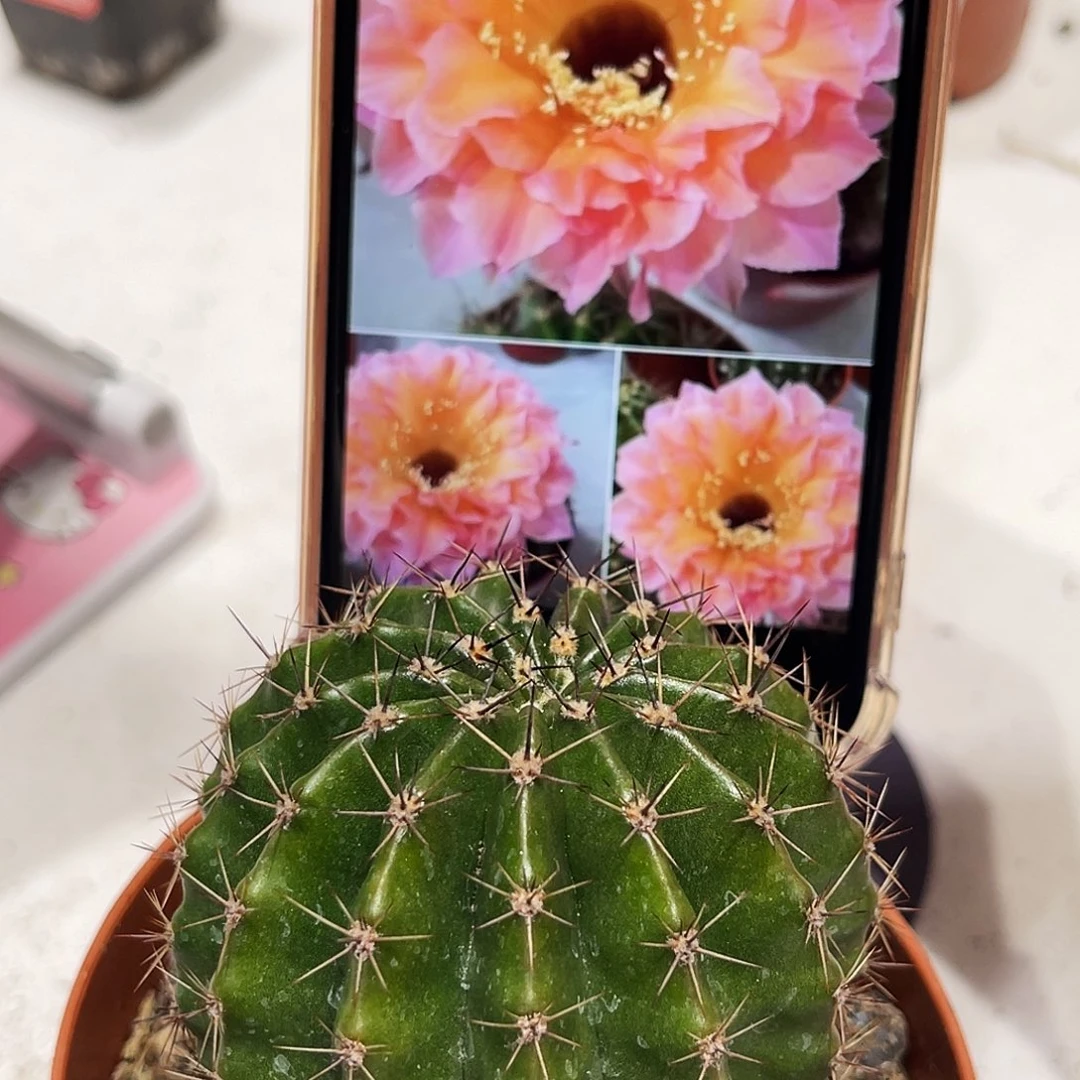 彩草58号6公分带仔