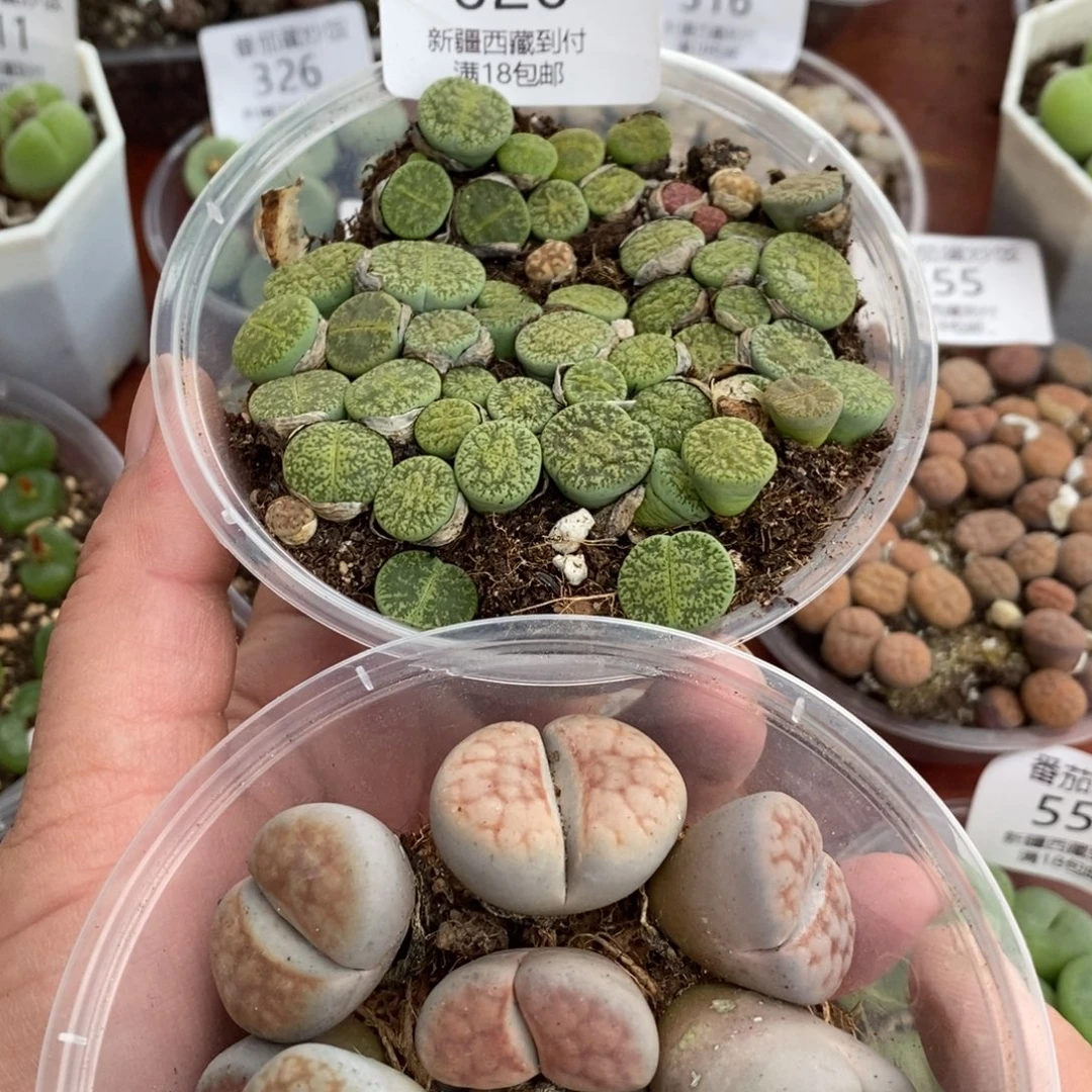感谢您的支持， 00620