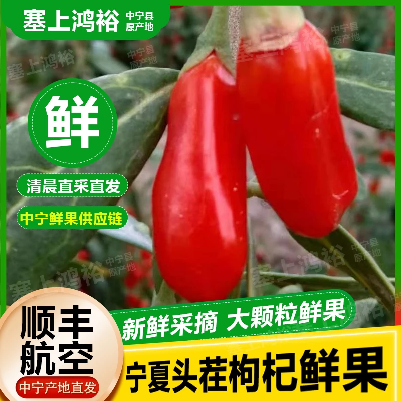 新鲜枸杞鲜果头茬正宗宁夏中宁即食大颗粒鲜子水果枸杞礼盒500g
