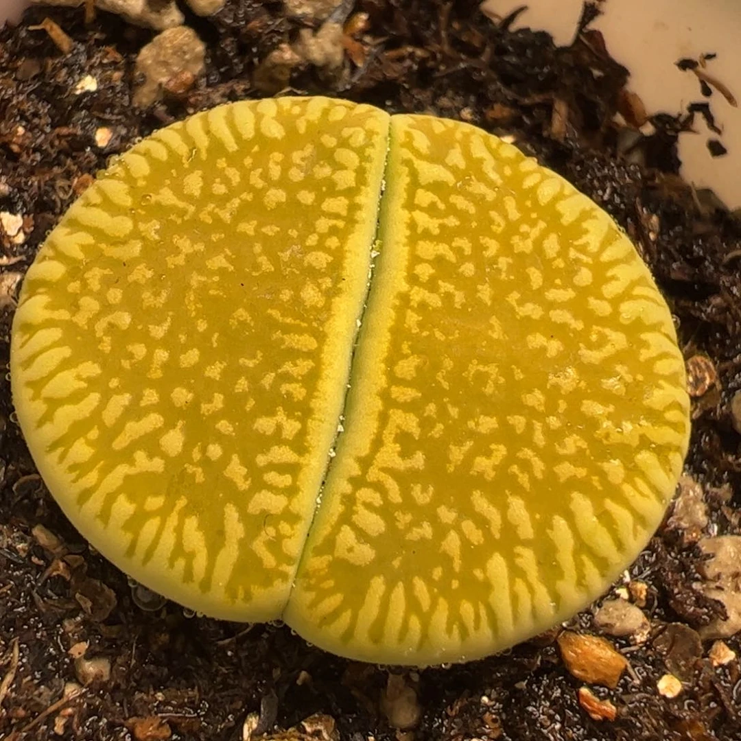 317多肉植物百科