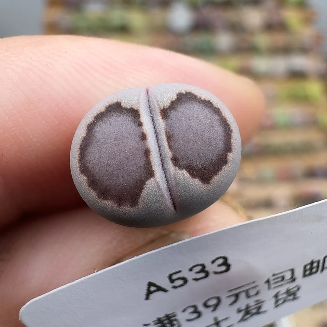 533多肉哈哈哈哈哈哈哈哈