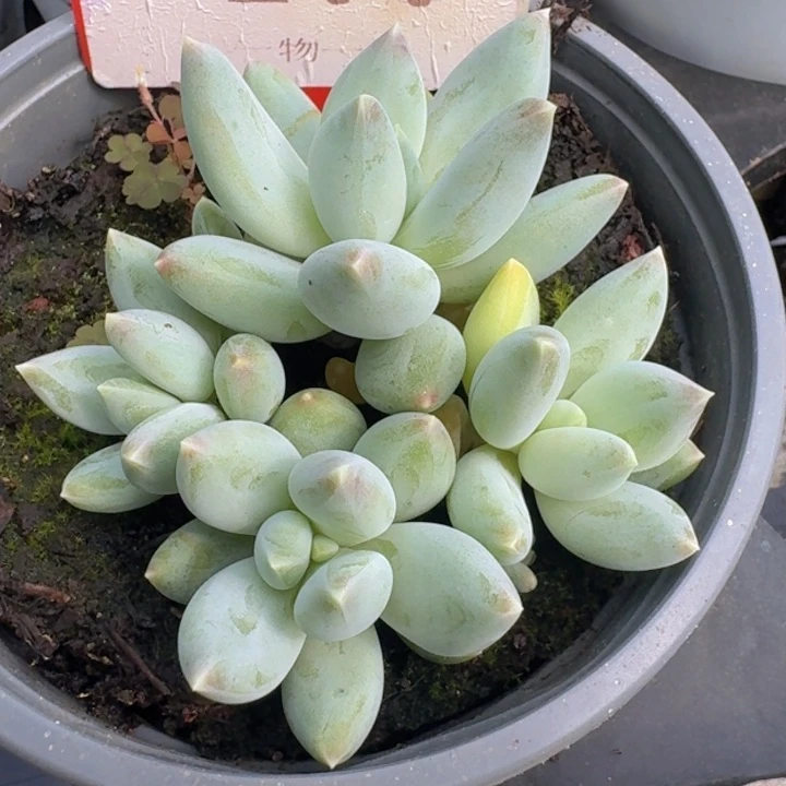 天使之翼177多肉植物一物一拍
