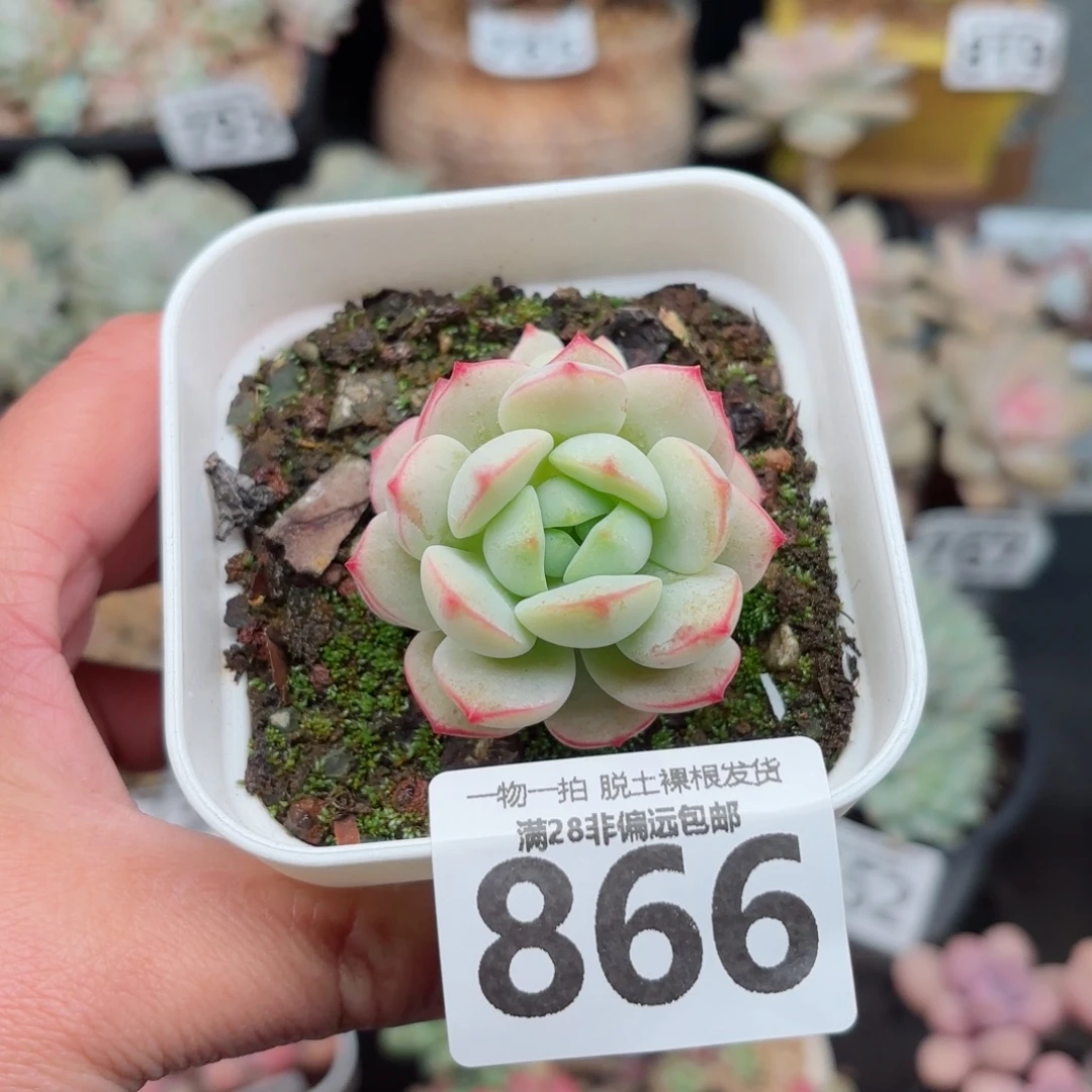 香草单头无盆土发货