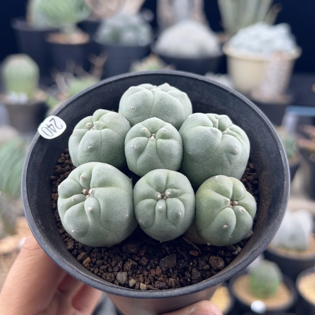 草球实生群一物一拍240