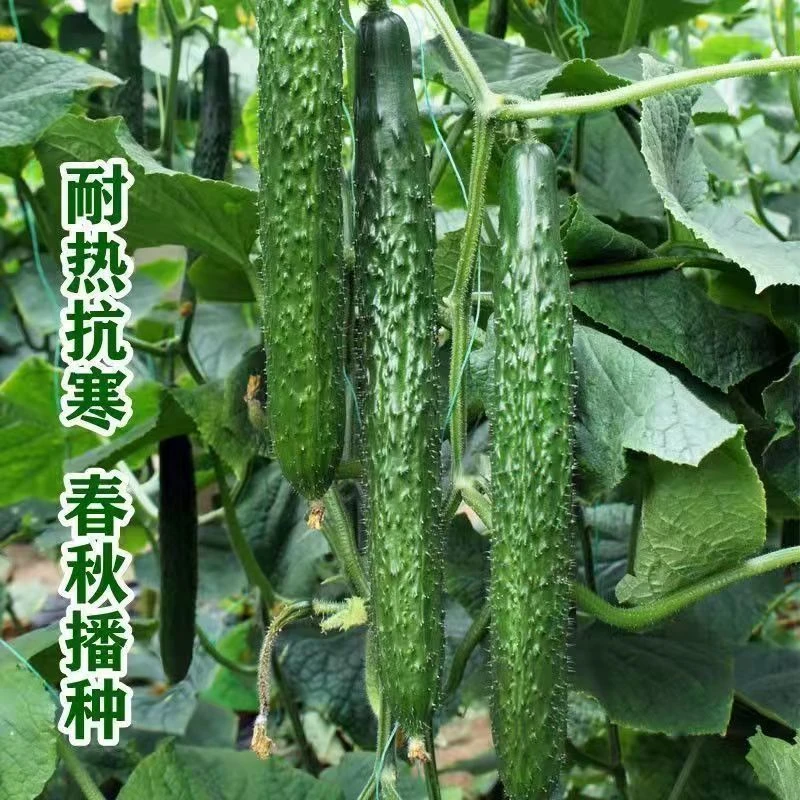 津研四号黄瓜种子四季播种黄瓜籽南方庭院当季青瓜种蔬菜种
