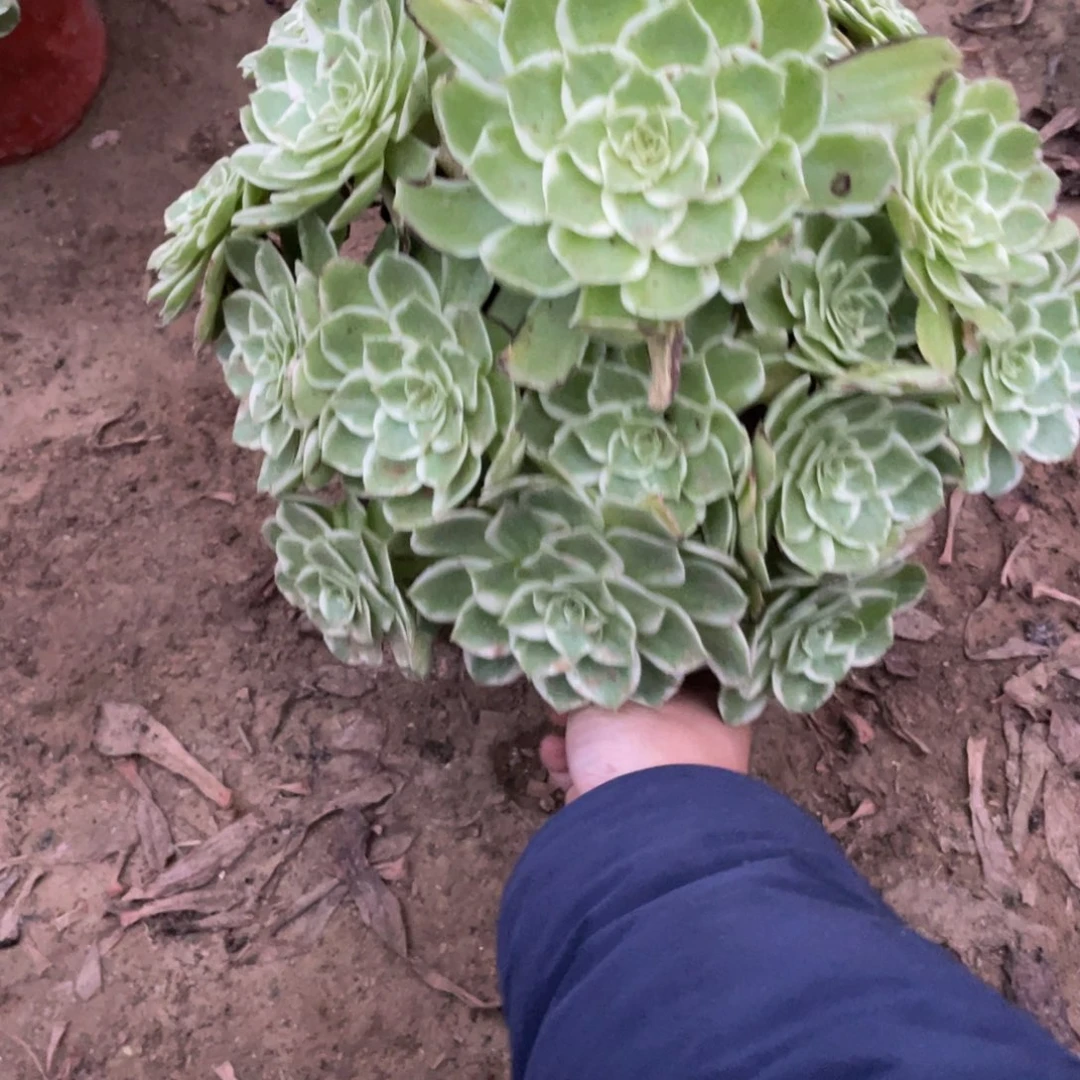 58水蜜桃法师多肉断枝不包