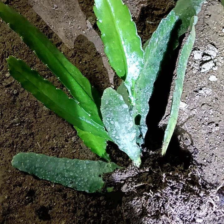 婉*令箭何花东北小粉