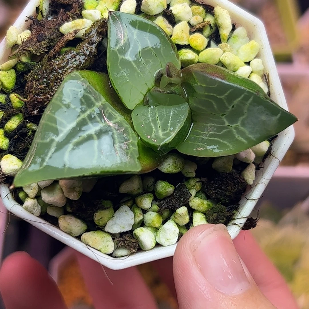 实生云窗克十二卷